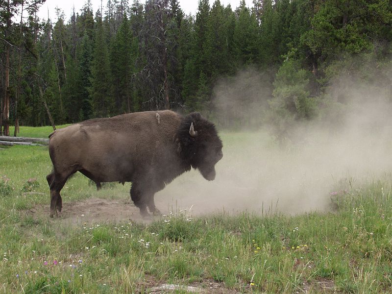 yellowstone03.JPG