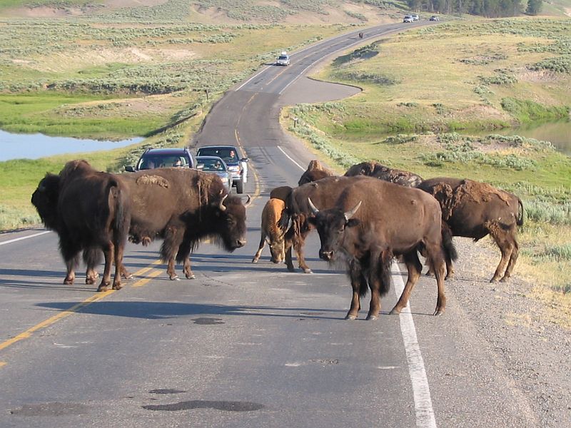 yellowstone04.JPG