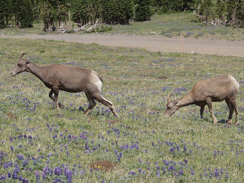 yellowstone12c.JPG