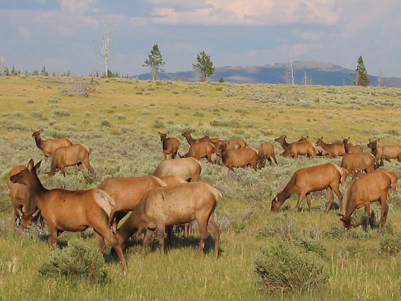 yellowstone5b.JPG