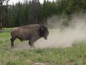 yellowstone03