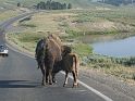 yellowstone4b