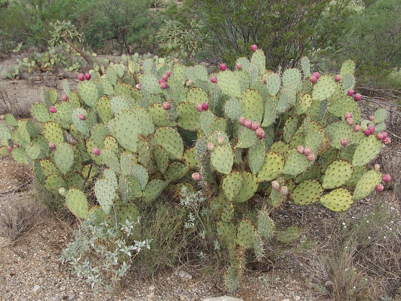 saguaro04.JPG