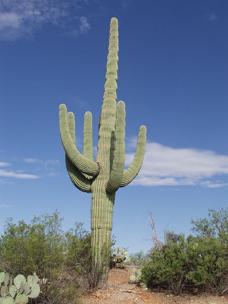 saguaro05.JPG