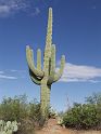 saguaro05