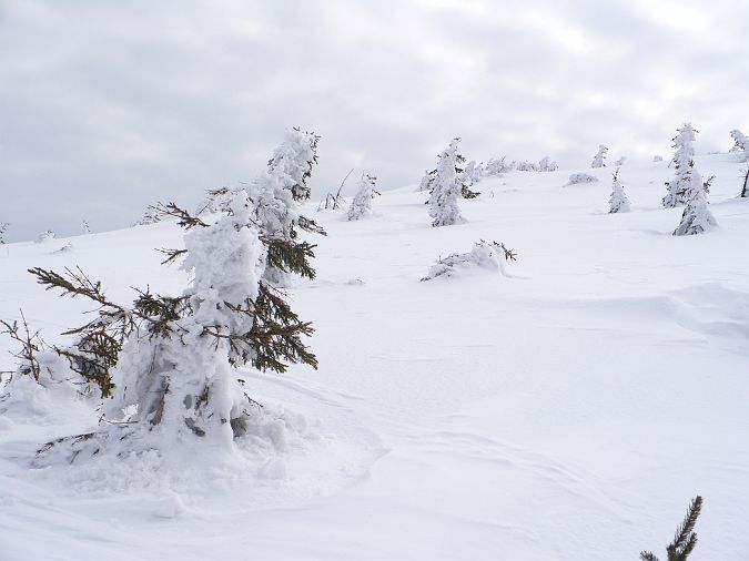 026.jpg - Krkonoše - Zachumelený les.