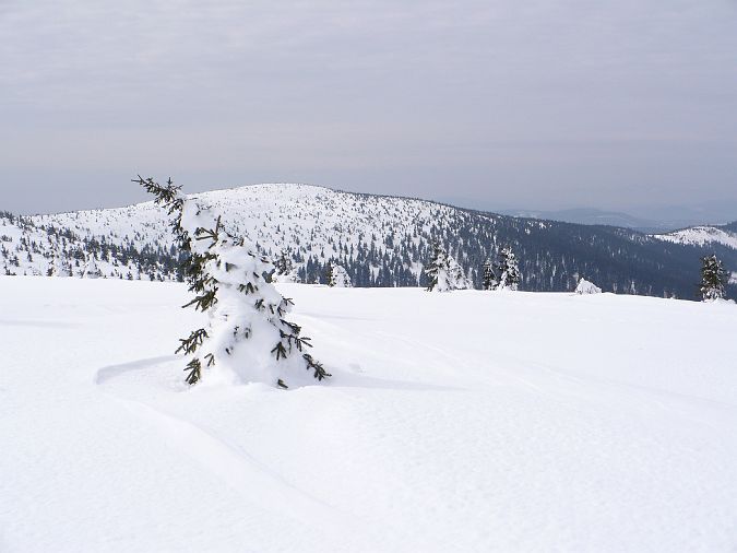 028.jpg - Krkonoše - Smrček nechaný napospas osudu.